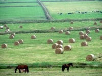 irlandia106
