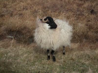irlandia39
