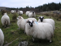 irlandia68