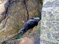 rockabill6