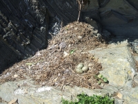 skerries-islands13