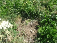 skerries-islands15
