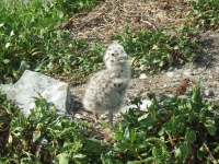 skerries-islands16
