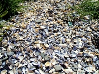 skerries-islands9