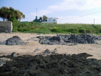li35