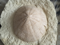 IMG20250317160616