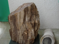 skamienialosci42