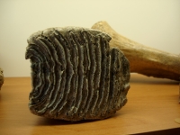 skamienialosci8