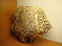 skamienialosci9